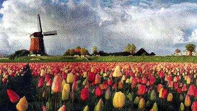 Голландія: подорож у країну тюльпанів