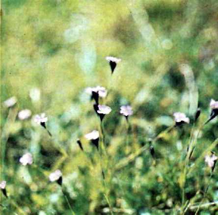 Гвоздика (Dianthus nitidus) - ендем Західних Карпат