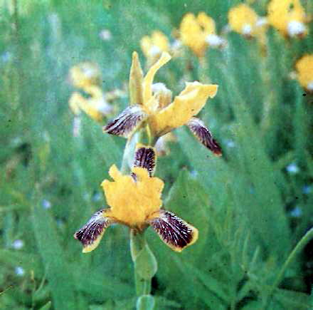 Півники рябі (Iris variegata L.) на сонячних схилах