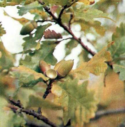 Південноєвропейський вид дуб Далешампа (Quercus dalechampii Ten.)