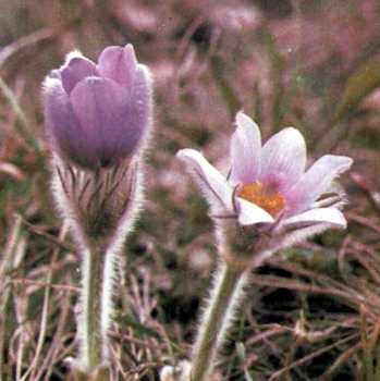 Сон великий (Pulsatilla grandis Wend.) - характерний степовий вид