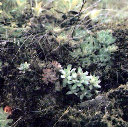 Ломикамінь волотистий (Saxifraga paniculata Mitt.) - високогірський елемент скельних угруповань