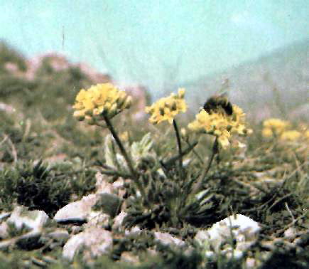 Крупка шестиплода (Draba lasiocarpa R.) - ендемічний вид на вапнякових скелях