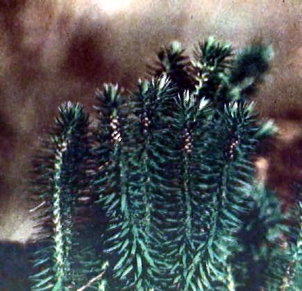 Рідкісний монтанний вид баранець звичайний (Lycopodium selago (L.) Bernh)